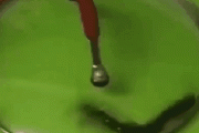【閲覧注意】百足、速い