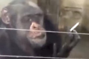 ニコチンの味を知ってしまったチンパンジーの映像。これもうほとんどおっさん。