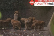 イノシシの子供8匹が水路に転落し孤立、鳥獣保護法で人間は手を出せず絶望へ