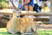 高須院長、青汁王子、安斉星来…　奈良公園の鹿を蹴る観光客に憤り「現行犯」「同じ人間とは思えない」「日本に来る資格ない」