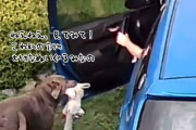 車に乗り込もうとしたところ、隣人の犬がぬいぐるみをもってやってきた。かわいすぎて帰れなくなった男性