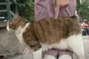 野良ネコが足に何度もスリスリしてくる。可愛いので触ってみた → 猫、ツンデレです…