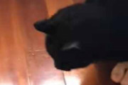 うちのネコが床下に入ってしまった。出てきた → こうなった…