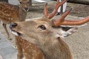 【悲報】奈良公園で25年やってる飲食店「外人のシカ虐待見たことない」→お店特定されGoogleレビューで低評価の嵐