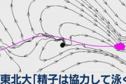 【衝撃】東北大学「精子は助け合って泳ぐ」