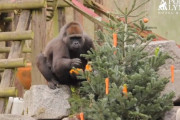 ゴリラがクリスマスツリーを飾り付ける姿が、世界で初めて記録される。しかし真相は…