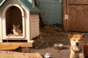 【ねこ画像】全犬が泣いた、ねこも驚いた？ ほか【再】