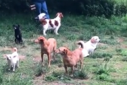 【動画】飼い主「コミュ障の犬ばっか集めた」
