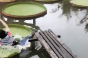 【爆笑必死】バカ女さん、池の葉っぱの上に乗って水没してしまう