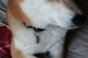 【柴犬画像】この子はつくづく狐柴だなあ、志村うしろー！、毛布の上のわんこ ほか