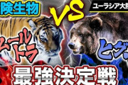 ヒグマとトラはどっちが強いの？