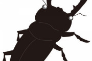 【画像あり】突然クワガタみたいなの入ってきたんやが