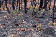 【オーストラリア】豪森林火災で焼け野原となった土地から植物が復活し始めている