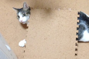 何か変な音がするから見に行ったら、コルクカーペットめくって、被ってらした…【再】