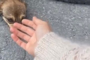 【動画】野生のイッヌ、秒で野生を忘れる