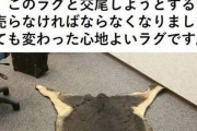 【悲報】飼い犬が亡くなったのでラグにした飼い主wwwwwwwwwwwwwwwwwwww