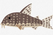 コリドラスって魚、こいつら本当に南米の大自然で生きていけるんか？