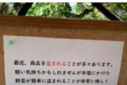 農家さん「盗んだ野菜で作ったご飯はおいしいですか？」彡(ﾟ)(ﾟ)「・・・」