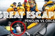 ペンギン危機一髪。シャチに追われ、観光客のボートに飛び乗る