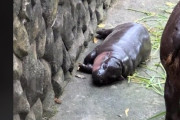 【動画あり】大バズりしてるタイのカバ「ムーデン（肉団子）」のいる動物園に迷惑客が相次ぐ。