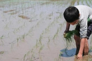 【食育】学校での「田植え体験」は必要か？　「大変さを植えつけないで」「経験は大切」とSNSで賛否両論…ご近所や保護者からはクレームも