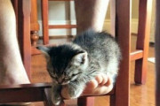 【ねこ画像】キャットフードコーナーにしれっと紛れこむ猫さん…本猫的には擬態してるのかもしれませんねwww