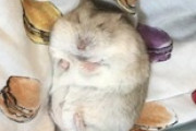 【朗報】ワイのハムスター、可愛すぎる（※画像あり）