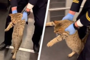 猫氏、無賃乗車が発覚し乗務員に降ろされる