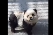 【動画あり】中国の動物園、ニセパンダを展示し物議に　チャウチャウを染め「ワン」と吠える