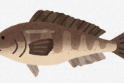 「そーいや刺身で食ったことないな」って魚