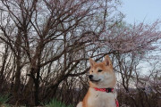 【柴犬画像】桜の木の近くで休憩、柴「なにやってるんだ、あいつ」、土筆と柴 ほか【再】