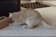 【ねこGIF】ティッシュ箱に覗き込んだ結果・・・、くるりん♪ ほか【再】