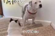 猫のご機嫌を伺いながら2階に上がろうとする犬だったが、全部お見通しだった件