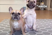 こんなことも出来るんだよ！二匹のフレンチブルドッグが得意の芸を披露♪キュートな姿にファンもメロメロです