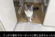【悲報】もちまる日記「うっかり猫をクローゼットに閉じ込めちゃいました…ｗ」→５０万再生