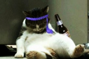 【ねこ画像】亀に乗るねこ、酔っ払いねこ、砂漠の蛇？ ほか【再】
