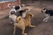「若い犬たちのケンカを一瞬にして止めた…このボス犬はどうやって威厳を手に入れたのだろう？」