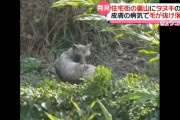 【悲報】熊本市、毛の抜けたたぬき出没注意報・・・