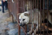 韓国の犬食禁止の動きは「野蛮人に見られるのがイヤ」だから