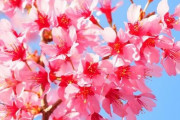 梅、桜、桃の花の見分けムズいよな？