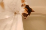 なぜ猫は風呂の水を飲むのか