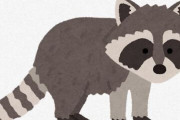 人間に見つかったアライグマがセーフポーズする（動画あり）