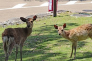 【悲報】奈良公園の鹿、人間によって『悪の使い』に変えられてしまう可能性が……