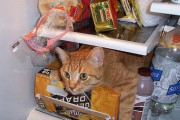 「冷蔵庫は猫の卵でいっぱいだ！」