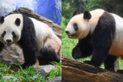 上野動物園の双子パンダ、1月末に中国に返還　国内パンダ０に