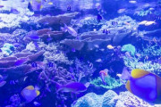 「水族館＝デートスポットの定番」みたいになってるけどさ、なんでなの？