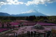 花の季節だから富士山のふもとで芝桜を観つつさわやかでハンバーグを召し上がる ２日目