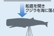 【悲報】クジラの淀ちゃん、コンクリートで海に沈められる模様?