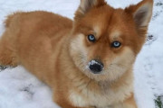 狐なの？犬なの？どっちでもかわいいしかない。ハスキーとポメラニアンの交配種、ポンスキーが再び話題に