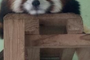 【画像】ワイの撮ったレッサーパンダ等に癒されるスレ